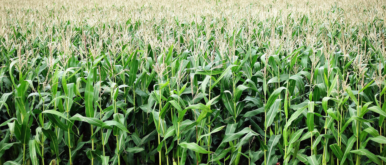 Rows of growing corn plants in a cornfield.