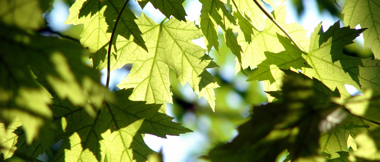 Maple leaves glowing in the sunshine.