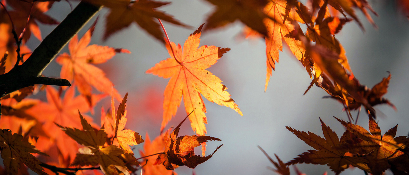 Orangish-red maple leaves illuminated by the autumn sun.