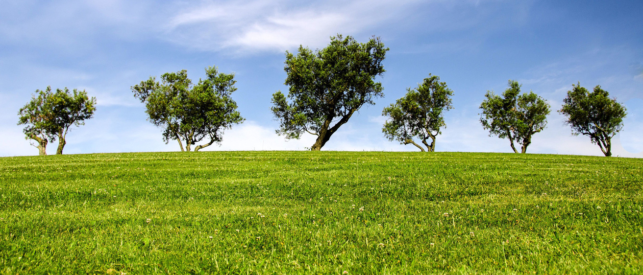 Six trees adorn a grassy hill against the cloudy blue sky.